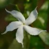 Gardenia Jasminoides Highlights Pinwheel - Totale Hoogte 30+ Cm - Pot Ø 19 Cm -Planten Winkel 1988465436