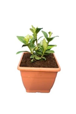 Gardenia Jasminoides Sweetheart - Totale Hoogte 25-35 Cm - Pot Ø 17 Cm -Planten Winkel 1988465499