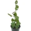 Paederia Lanuginosa - Pot 19 Cm -Planten Winkel 1988467629