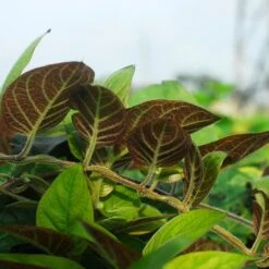 Paederia Lanuginosa - Pot 19 Cm -Planten Winkel 1988467632