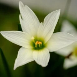 Zephyrantes Candida - Totale Hoogte 40-60 Cm - Pot Ø 19 Cm