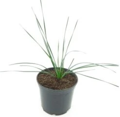 Zephyrantes Candida - Totale Hoogte 40-60 Cm - Pot Ø 19 Cm -Planten Winkel 1988472708