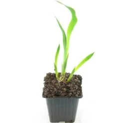 Watsonia Borbonica Peach Glow - Pot 9 X 9 Cm -Planten Winkel 1988484444