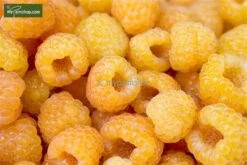 Rubus Idaeus Twotimer Sugana Geel - Bio - Pot 14 X 14 Cm -Planten Winkel 1988486382