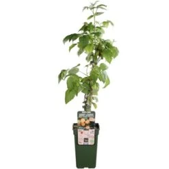 Rubus Idaeus Twotimer Sugana Geel - Bio - Pot 14 X 14 Cm -Planten Winkel 1988486388