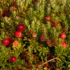 Vaccinium Macrocarpon Pilgrim 2 Ltr