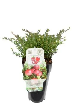 Vaccinium Macrocarpon Pilgrim 2 Ltr -Planten Winkel 1989512964