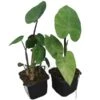 Colocasia Esculenta Set Van 2 - Pot 9 X 9 Cm -Planten Winkel 1990167837