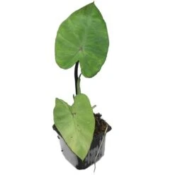 Colocasia Esculenta Set Van 2 - Pot 9 X 9 Cm -Planten Winkel 1990167840