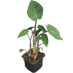 Colocasia Esculenta Set Van 2 - Pot 9 X 9 Cm -Planten Winkel 1990167843