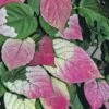 Actinidia Kolomikta - Pot 2 Ltr -Planten Winkel 1990204830
