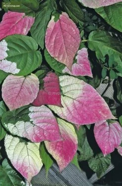 Actinidia Kolomikta - Pot 2 Ltr