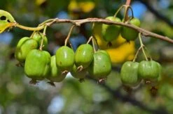 Actinidia Kolomikta - Pot 2 Ltr -Planten Winkel 1990204833
