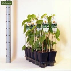 Actinidia Kolomikta - Pot 2 Ltr -Planten Winkel 1990204836