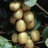 Actinidia Chinensis Hayward - Totale Hoogte 80-100 Cm - Pot Ø 17 Cm -Planten Winkel 1990205055