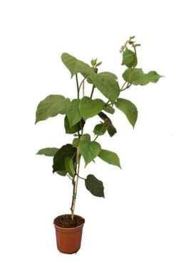 Actinidia Chinensis Hayward - Totale Hoogte 80-100 Cm - Pot Ø 17 Cm -Planten Winkel 1990205058