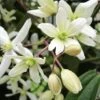 Clematis Armandii - Pot 2 Ltr -Planten Winkel 1990205472