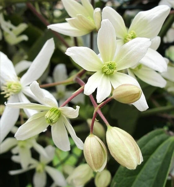 Clematis Armandii - Pot 2 Ltr 3 Clematis Armandii - Pot 2 Ltr