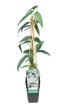 Clematis Armandii - Pot 2 Ltr 5 Clematis Armandii - Pot 2 Ltr -Planten Winkel 1990205475