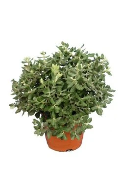 Metrosideros Excelsa Pot Ø 22 Cm -Planten Winkel 1990491735