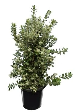 Metrosideros Excelsa - Pot Ø 38 Cm -Planten Winkel 1990491897