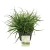 Fascicularia Bicolor 3 Ltr -Planten Winkel 1990498233