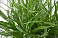 Fascicularia Bicolor 3 Ltr -Planten Winkel 1990498236