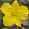 Fremontodendron California Glory - Pot Ø 21 Cm -Planten Winkel 1990502736