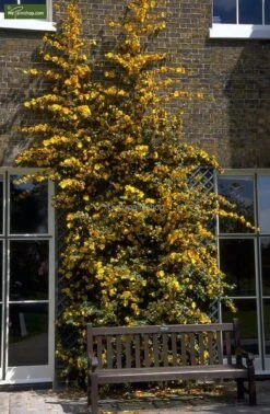 Fremontodendron California Glory - Pot Ø 21 Cm -Planten Winkel 1990502739