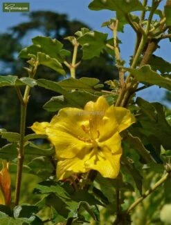 Fremontodendron California Glory - Pot Ø 21 Cm -Planten Winkel 1990502742
