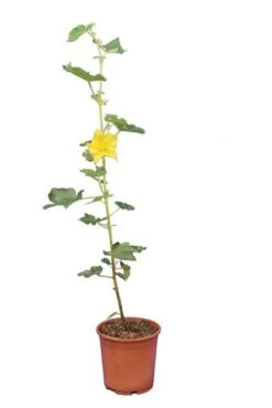 Fremontodendron California Glory - Pot Ø 21 Cm -Planten Winkel 1990502748