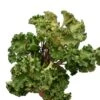 Farfugium Japonicum Wavy Gravy - Totale Hoogte 70-90 Cm - Pot Ø 26 Cm -Planten Winkel 1990504281