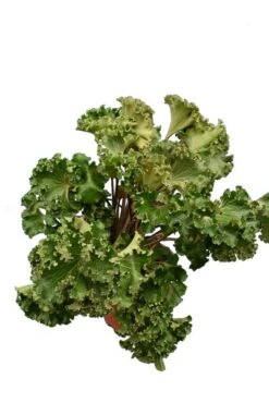 Farfugium Japonicum Wavy Gravy - Totale Hoogte 70-90 Cm - Pot Ø 26 Cm