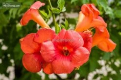 Campsis Radicans - Totale Hoogte 160+ Cm - Pot Ø 20 Cm -Planten Winkel 1990523604