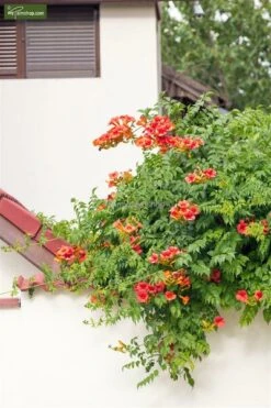 Campsis Radicans - Totale Hoogte 160+ Cm - Pot Ø 20 Cm -Planten Winkel 1990523607