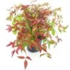 Nandina Domestica Firepower - Totale Hoogte 40-50 Cm - Pot Ø 19 Cm -Planten Winkel 1990534362