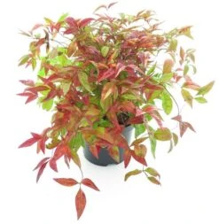 Nandina Domestica Firepower - Totale Hoogte 40-50 Cm - Pot Ø 19 Cm