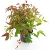 Nandina Domestica Firepower - Totale Hoogte 35-45 Cm - Pot Ø 17 Cm -Planten Winkel 1990534587