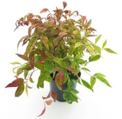 Nandina Domestica Firepower - Totale Hoogte 35-45 Cm - Pot Ø 17 Cm