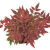 Nandina Domestica Obsessed - Totale Hoogte 80-100 Cm - Pot Ø 32 Cm -Planten Winkel 1990534773