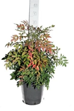 Nandina Domestica Obsessed - Totale Hoogte 80-100 Cm - Pot Ø 32 Cm -Planten Winkel 1990534776