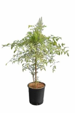 Nandina Domestica - Totale Hoogte 90-110 Cm - Pot Ø 32 Cm