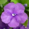Brunfelsia Pauciflora - Totale Hoogte 60-80 Cm - Pot Ø 21 Cm -Planten Winkel 1990539504