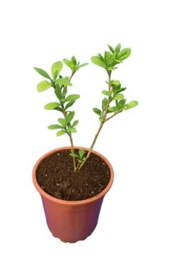 Brunfelsia Pauciflora - Totale Hoogte 60-80 Cm - Pot Ø 21 Cm -Planten Winkel 1990539507