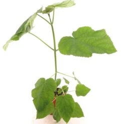 Paulownia Tomentosa - Totale Hoogte 40+ Cm - Pot Ø 26 Cm -Planten Winkel 1990835358