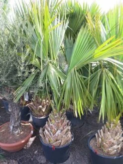 Sabal Minor - Totale Hoogte 220+ Cm - Stamhoogte 60-70 Cm - Pot Ø 70 Cm [pallet] -Planten Winkel 1990968804