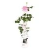 Rosa Crazy In Love Climbers Roze 2 Ltr