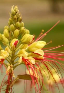 Caesalpinia Gilliesii - Totale Hoogte 90-110 Cm - Pot Ø 21 Cm