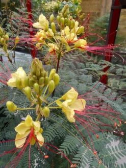 Caesalpinia Gilliesii - Totale Hoogte 90-110 Cm - Pot Ø 21 Cm -Planten Winkel 1990976679