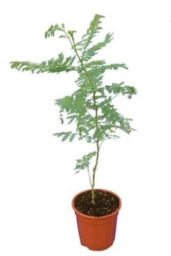 Caesalpinia Gilliesii - Totale Hoogte 90-110 Cm - Pot Ø 21 Cm -Planten Winkel 1990976682
